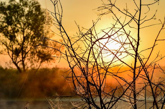 Photo with a summer sunrise and a tree.