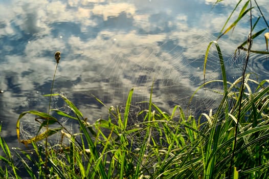 Photo of a web on the grass above the water.