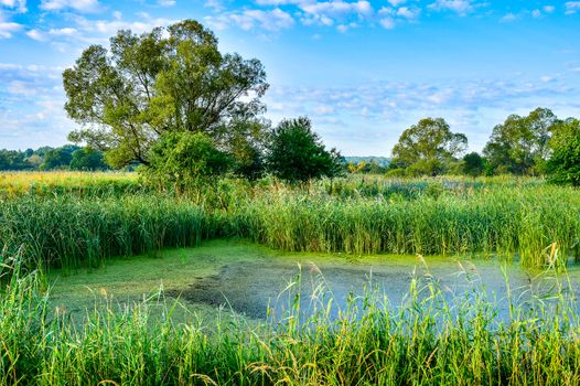 Photo with overgrown lake in summer.