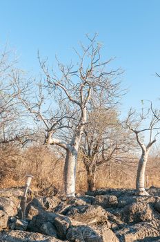 Moringa trees, Moringa ovalifolia, in Winter in Northern Namibia