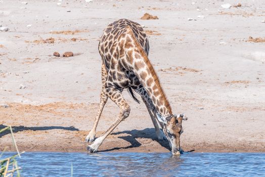 A Namibian giraffe, giraffa camelopardalis angolensis, drinking water at a waterhole in northern Namibia