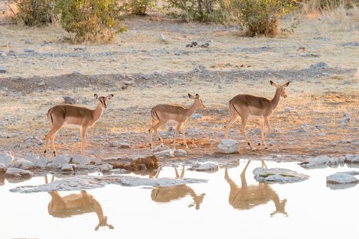 Three black-faced impala, Aepyceros melampus, at a waterhole in Northern Namibia. Their reflections are visible on the water