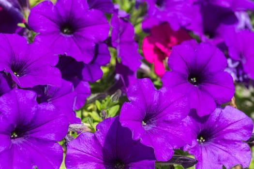 Beautiful purple petunia, flowers in the garden, summer