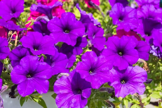 Beautiful purple petunia, flowers in the garden, summer