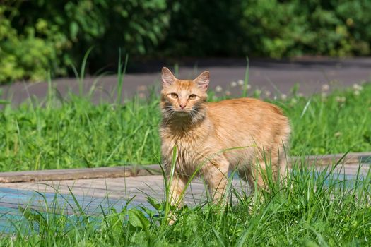 Beautiful red cat on the grass, nature, summer