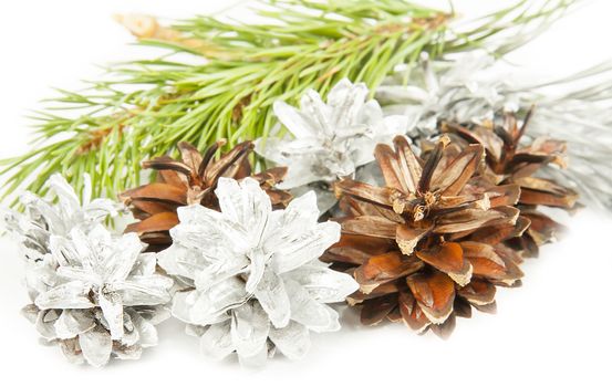Fir tree branch and silver with brown cones isolated on white background