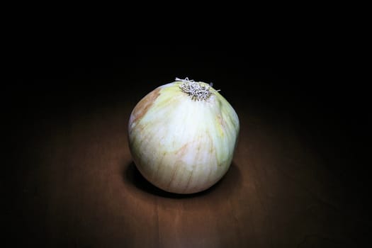 onion isolated on the shadow