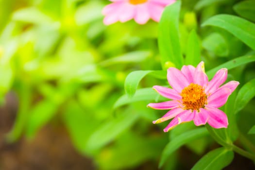 The background image of the colorful flowers, background nature