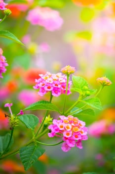 The background image of the colorful flowers, background nature