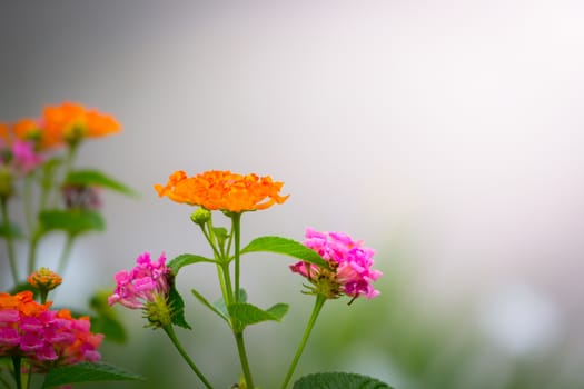 The background image of the colorful flowers, background nature