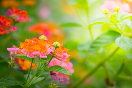 The background image of the colorful flowers, background nature