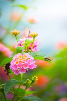 The background image of the colorful flowers, background nature