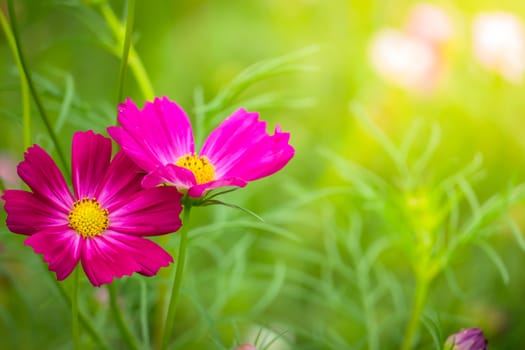 The background image of the colorful flowers, background nature