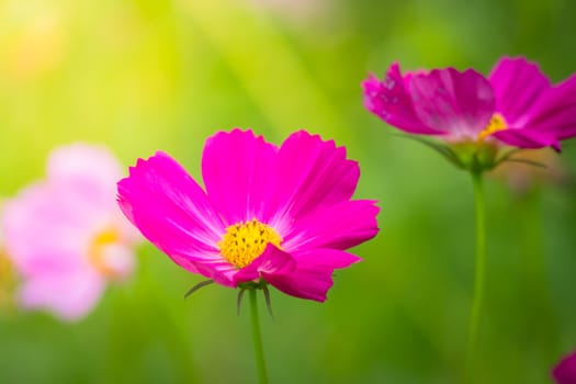 The background image of the colorful flowers, background nature