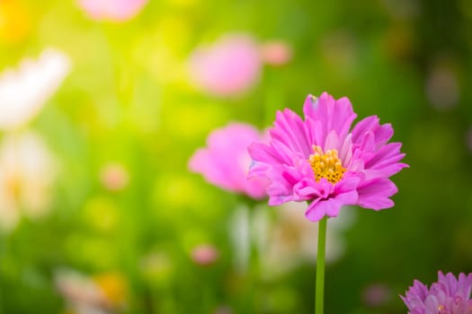 The background image of the colorful flowers, background nature