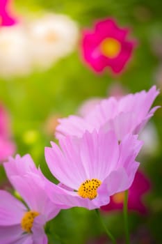 The background image of the colorful flowers, background nature