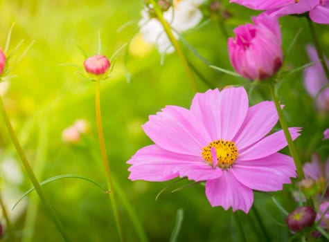 The background image of the colorful flowers, background nature