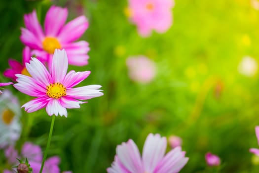 The background image of the colorful flowers, background nature