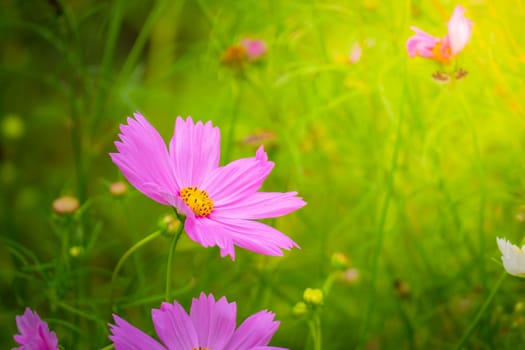 The background image of the colorful flowers, background nature