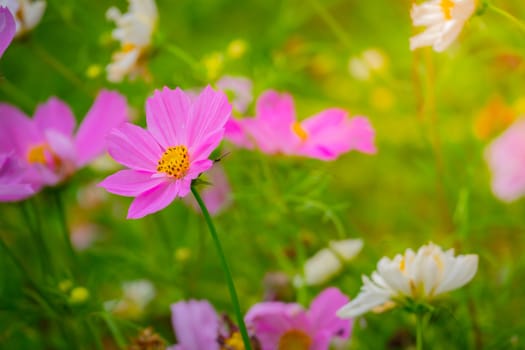 The background image of the colorful flowers, background nature