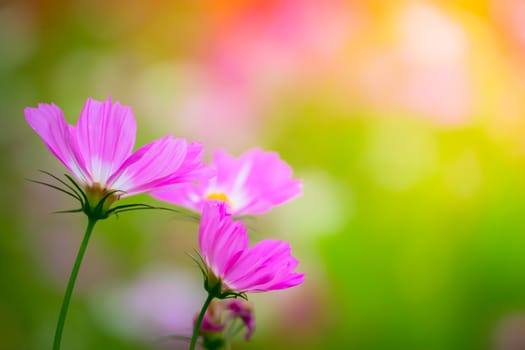 The background image of the colorful flowers, background nature