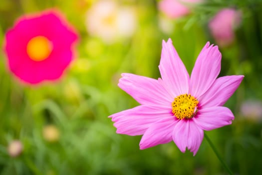 The background image of the colorful flowers, background nature