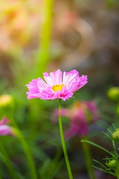 The background image of the colorful flowers, background nature