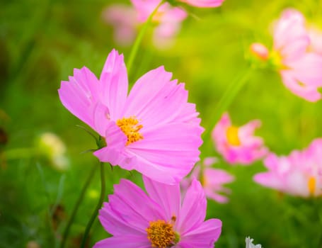 The background image of the colorful flowers, background nature