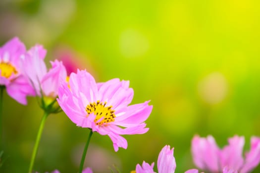 The background image of the colorful flowers, background nature