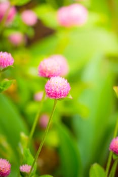 The background image of the colorful flowers, background nature