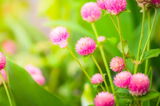 The background image of the colorful flowers, background nature