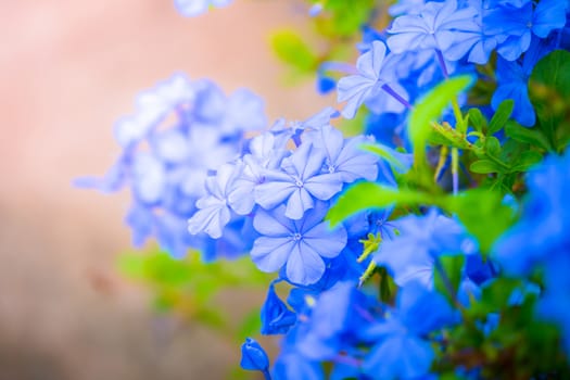 The background image of the colorful flowers, background nature