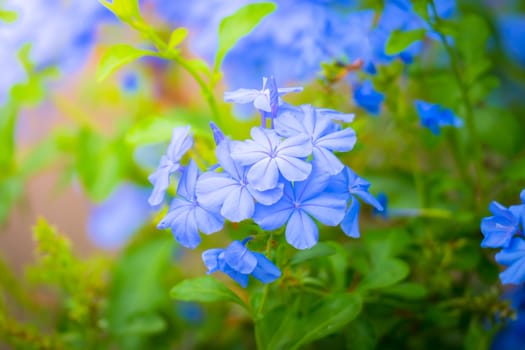 The background image of the colorful flowers, background nature