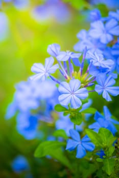 The background image of the colorful flowers, background nature