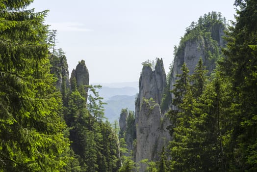 Pine trees on rocky walls, summer forest landscape