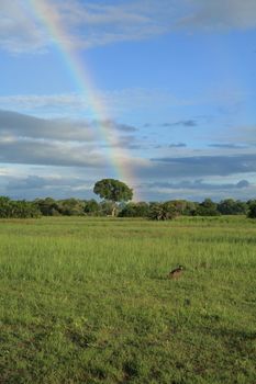 African savannah summer pictrures wild safari Tanzania Rwanda Botswana Kenya