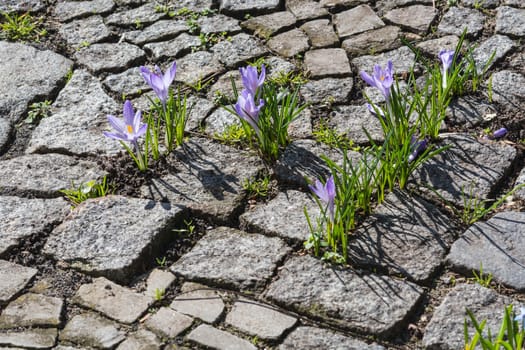 Crocus flowers growing in spring from the road pavement