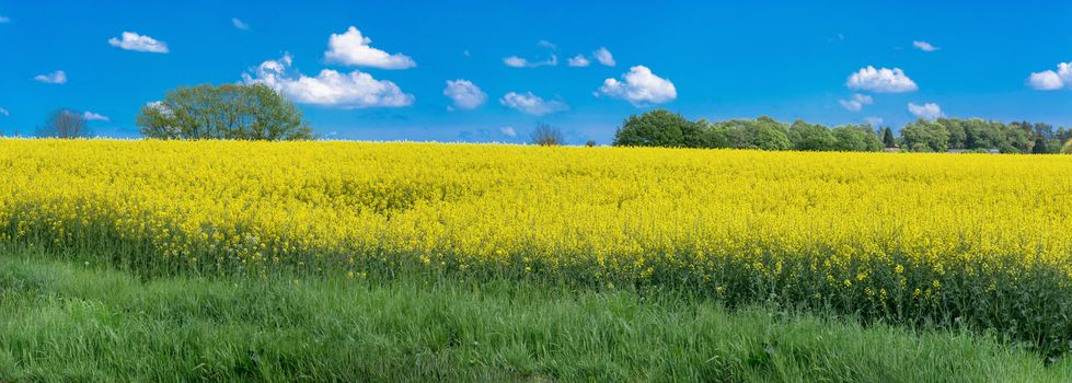 Blooming rapeseed field panorama with beautiful blue sky in the background. Symbolizing green energy.