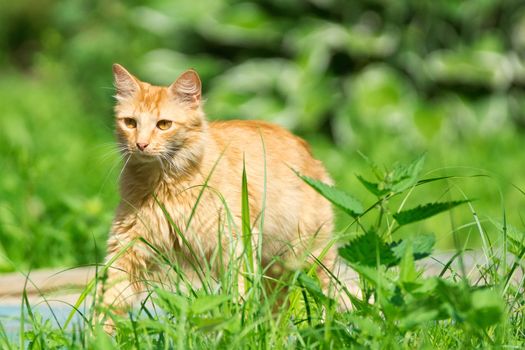 Beautiful red cat on the grass, nature, summer
