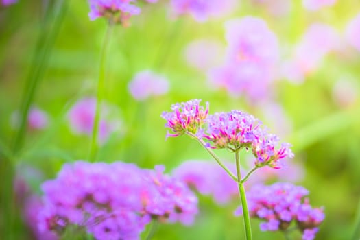 The background image of the colorful flowers, background nature