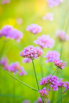 The background image of the colorful flowers, background nature