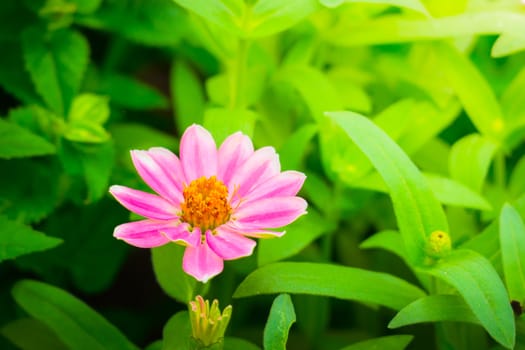 The background image of the colorful flowers, background nature