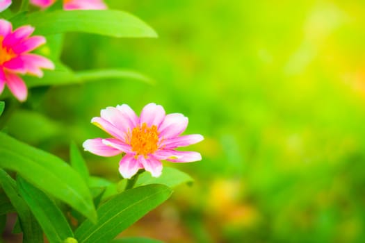 The background image of the colorful flowers, background nature