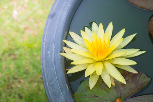 Lotus flowers blooming on the pond in summer