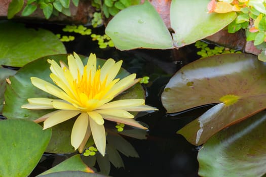 Lotus flowers blooming on the pond in summer