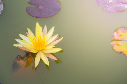 Lotus flowers blooming on the pond in summer