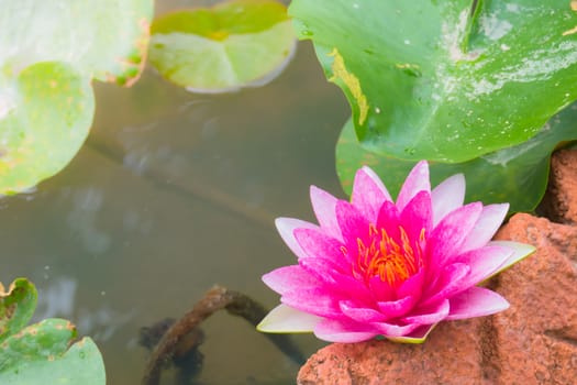 Lotus flowers blooming on the pond in summer