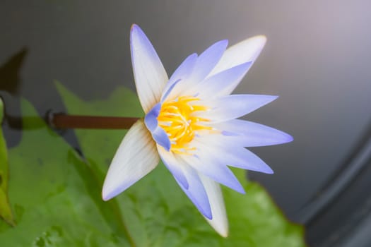 Lotus flowers blooming on the pond in summer