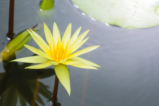 Lotus flowers blooming on the pond in summer