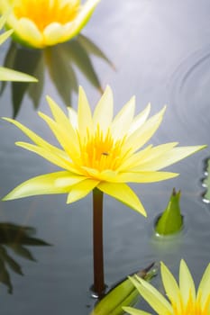 Lotus flowers blooming on the pond in summer